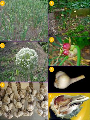 Traditional uses, phytochemistry, pharmacology and toxicology of garlic (Allium sativum), a storehouse of diverse phytochemicals: A review of research from the last decade focusing on health and nutritional implications